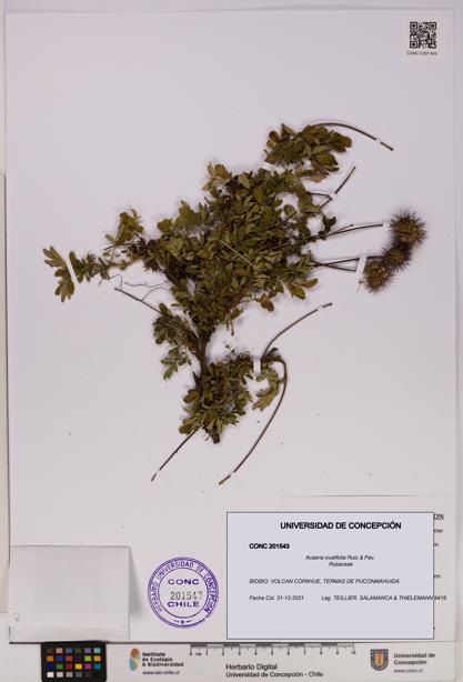 Acaena ovalifolia [Espécimen: UDEC:CONC:0201543]
