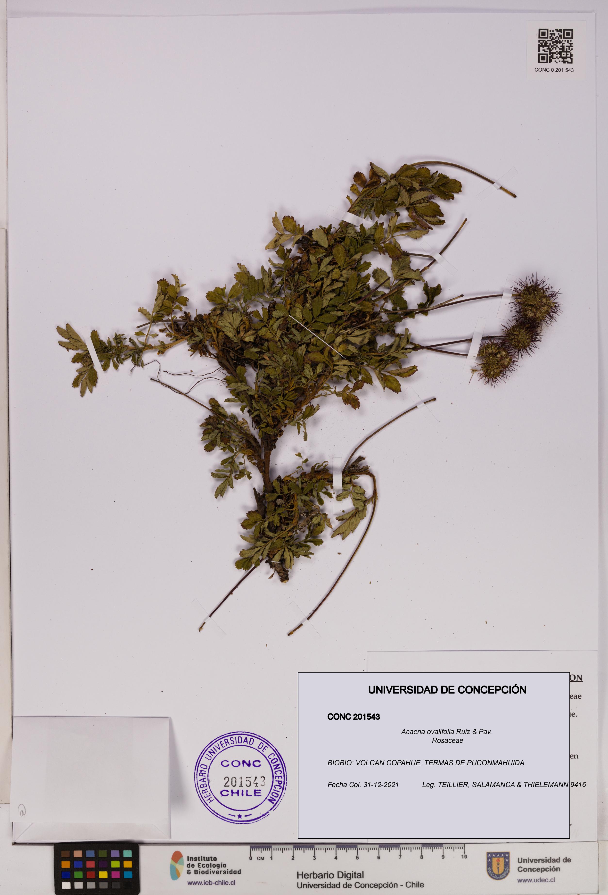 Acaena ovalifolia [Espécimen: UDEC:CONC:0201543]