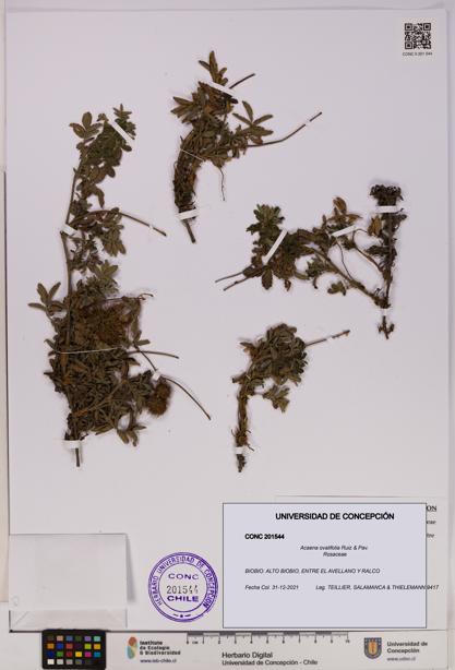Acaena ovalifolia [Espécimen: UDEC:CONC:0201544]