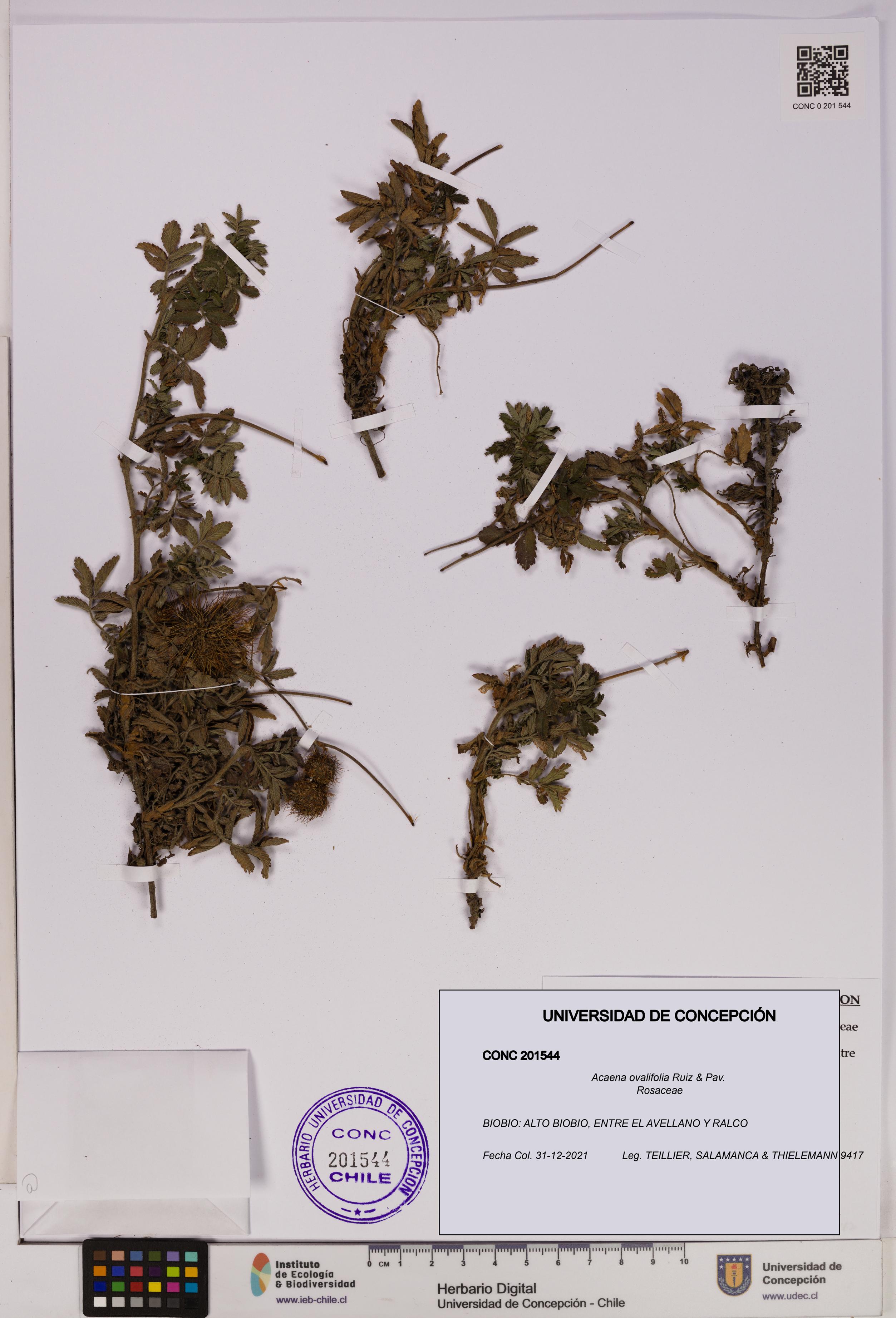 Acaena ovalifolia [Espécimen: UDEC:CONC:0201544]