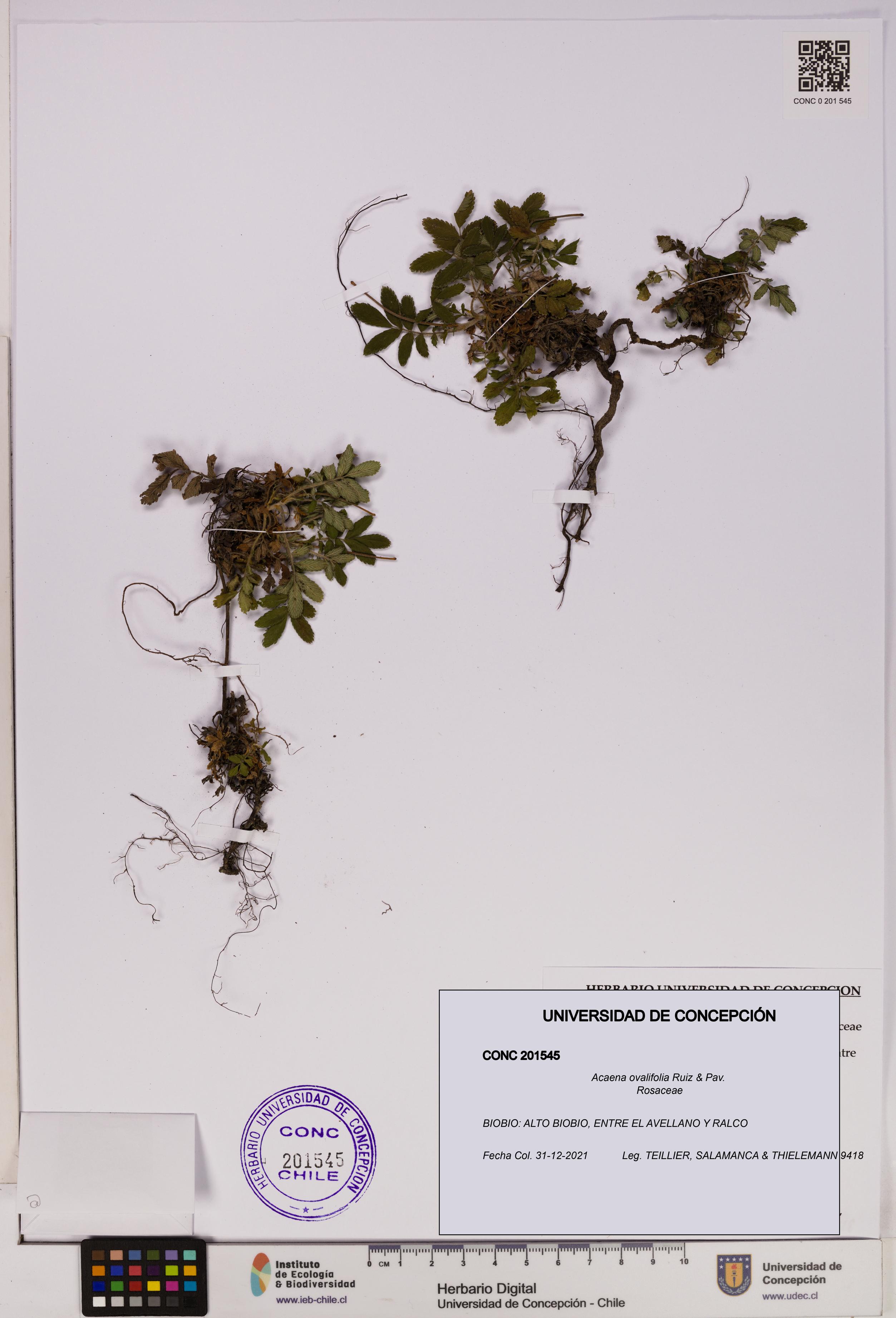 Acaena ovalifolia [Espécimen: UDEC:CONC:0201545]