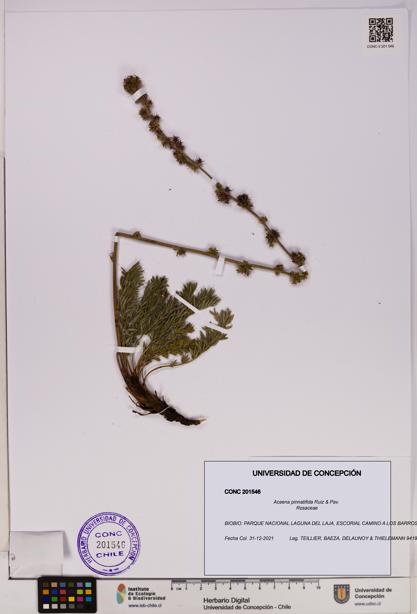 Acaena pinnatifida [Espécimen: UDEC:CONC:0201546]