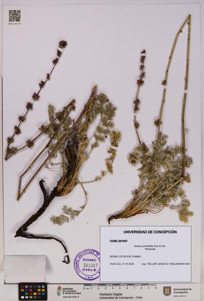 Acaena pinnatifida [Espécimen: UDEC:CONC:0201547]