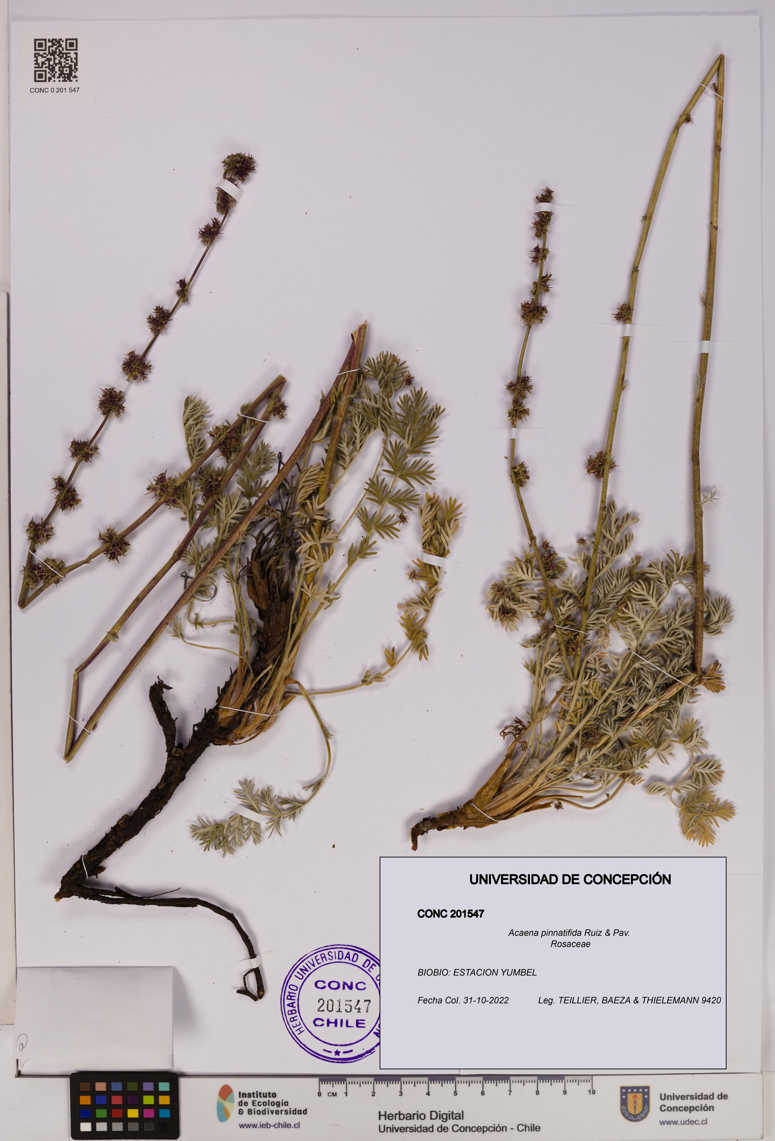 Acaena pinnatifida [Espécimen: UDEC:CONC:0201547]