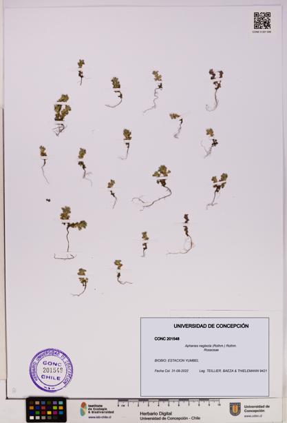 Aphanes neglecta [Espécimen: UDEC:CONC:0201548]