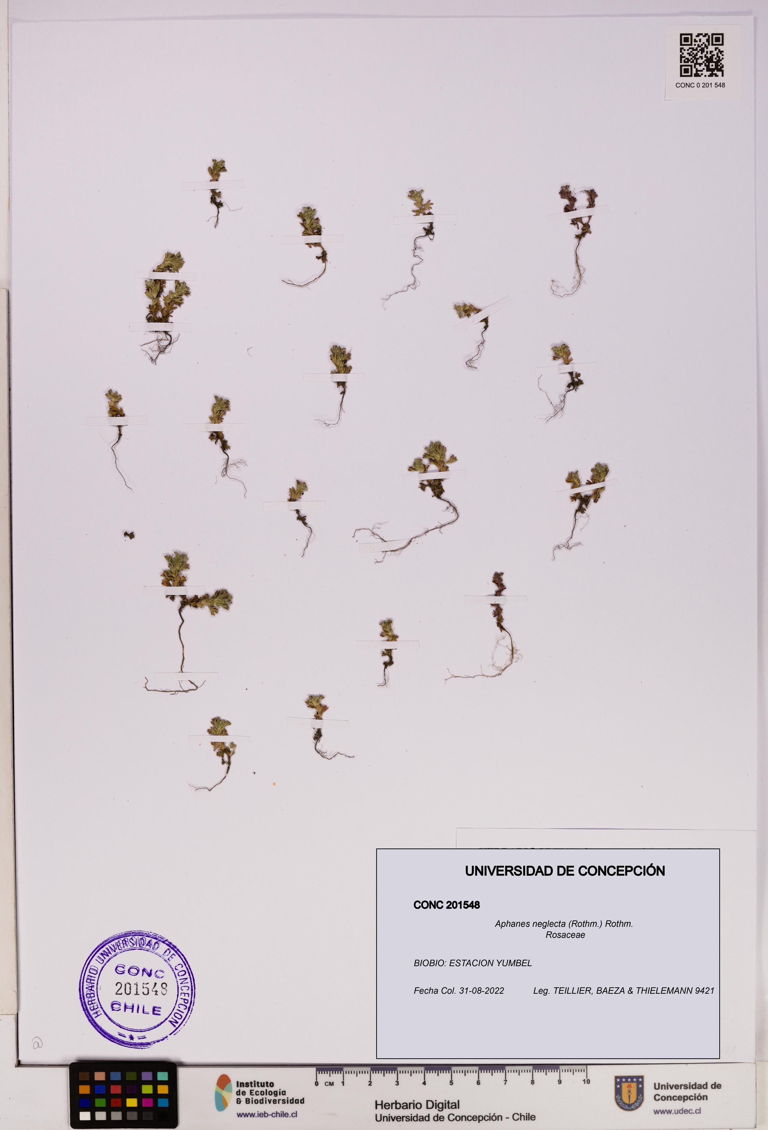 Aphanes neglecta [Espécimen: UDEC:CONC:0201548]