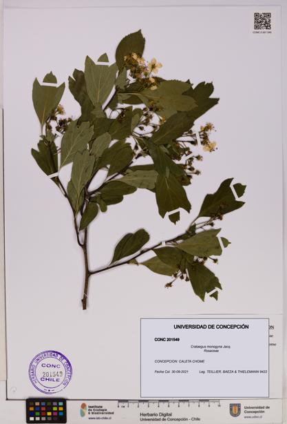 Crataegus monogyna [Espécimen: UDEC:CONC:0201549]