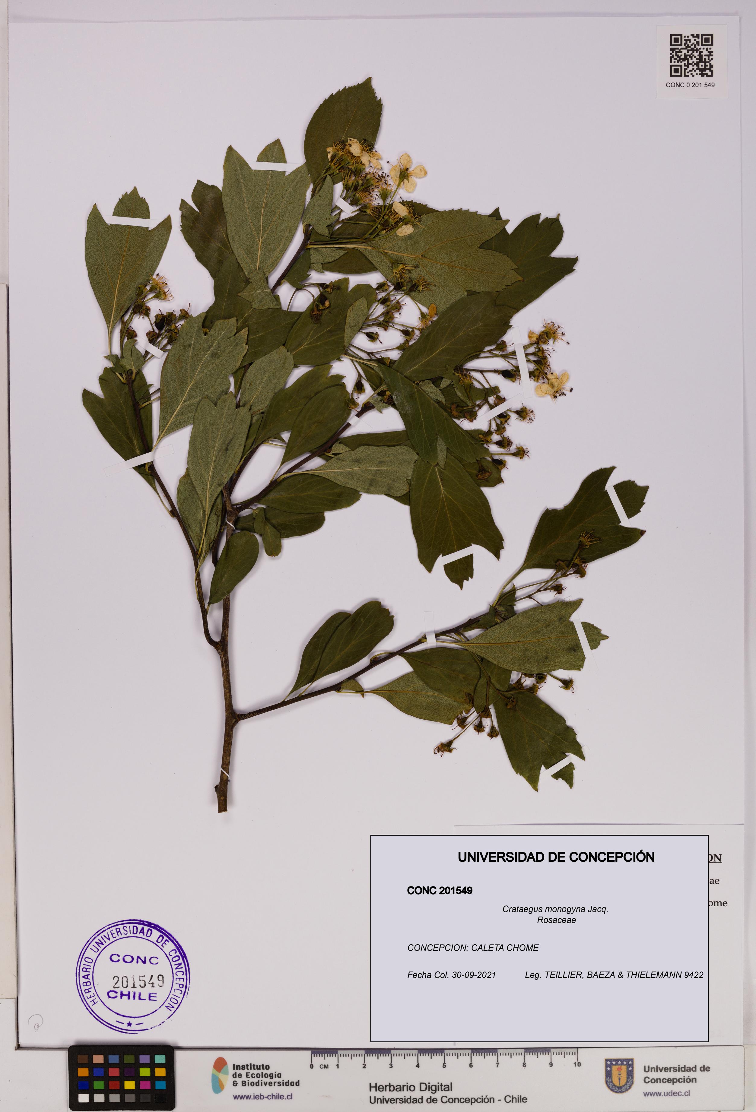 Crataegus monogyna [Espécimen: UDEC:CONC:0201549]