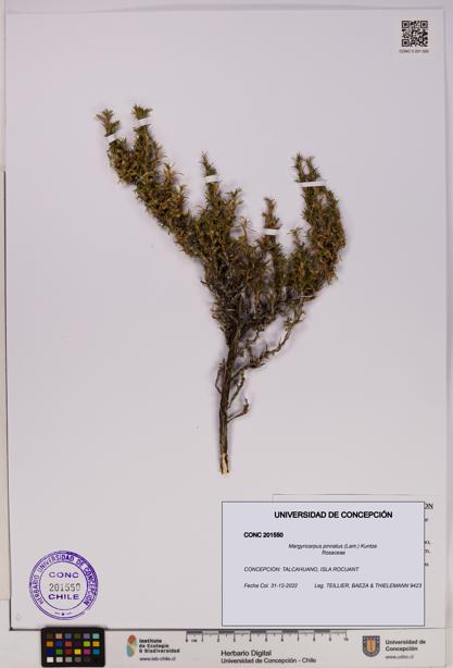 Margyricarpus pinnatus [Espécimen: UDEC:CONC:0201550]