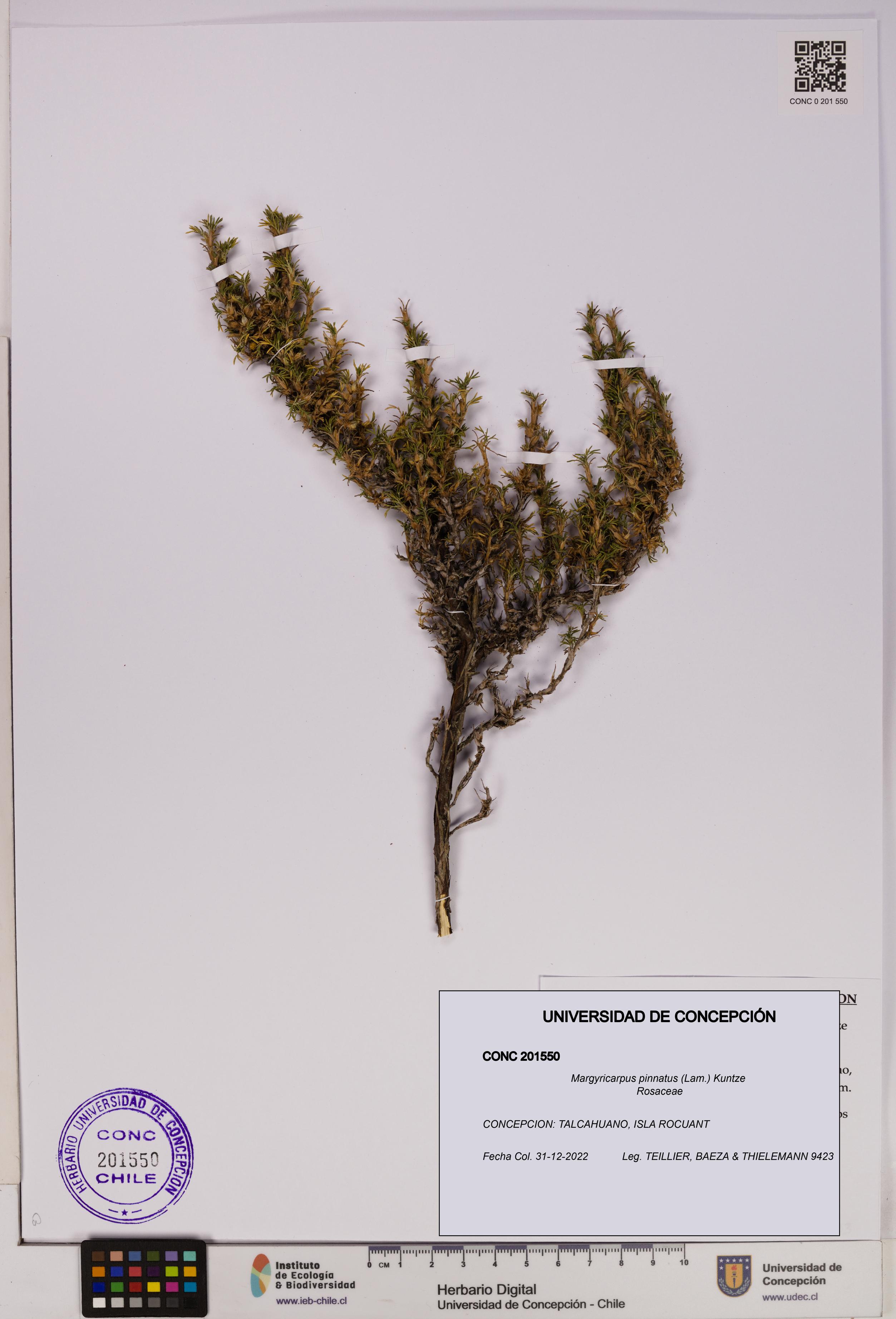 Margyricarpus pinnatus [Espécimen: UDEC:CONC:0201550]