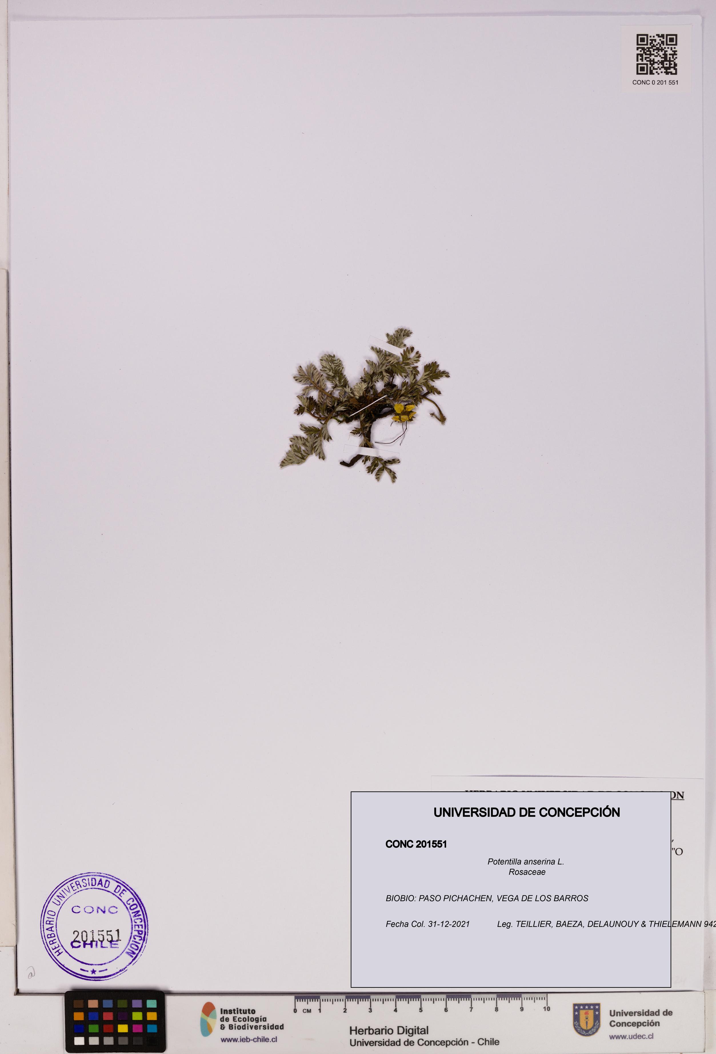 Potentilla anserina [Espécimen: UDEC:CONC:0201551]