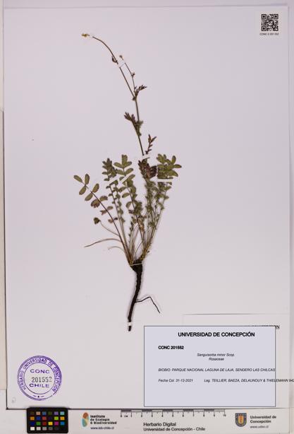Sanguisorba minor [Espécimen: UDEC:CONC:0201552]
