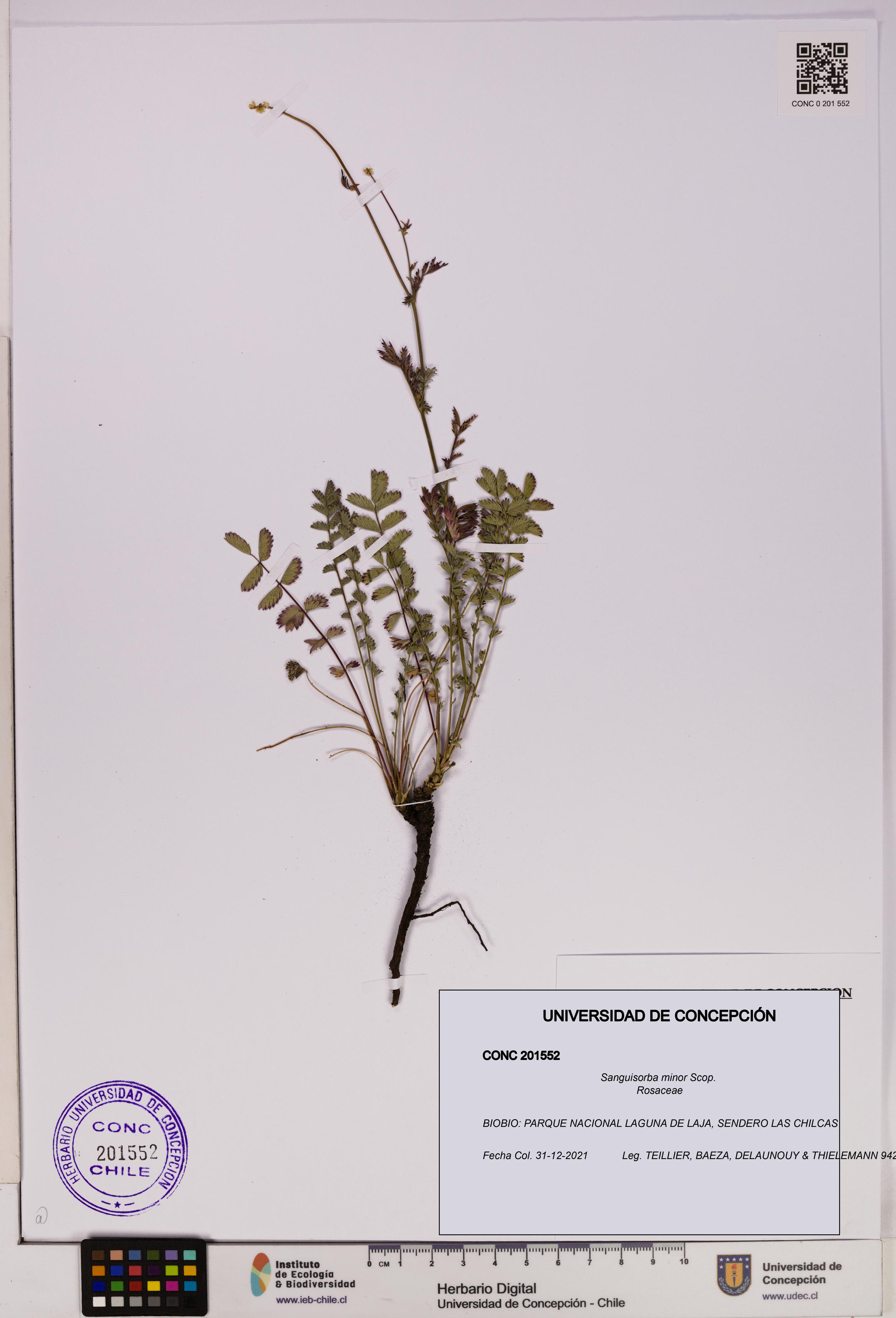 Sanguisorba minor [Espécimen: UDEC:CONC:0201552]