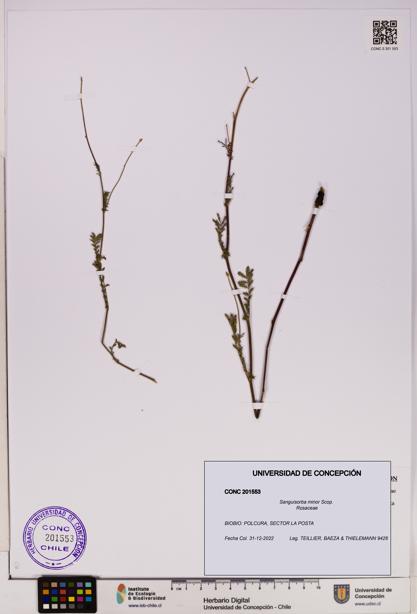 Sanguisorba minor [Espécimen: UDEC:CONC:0201553]