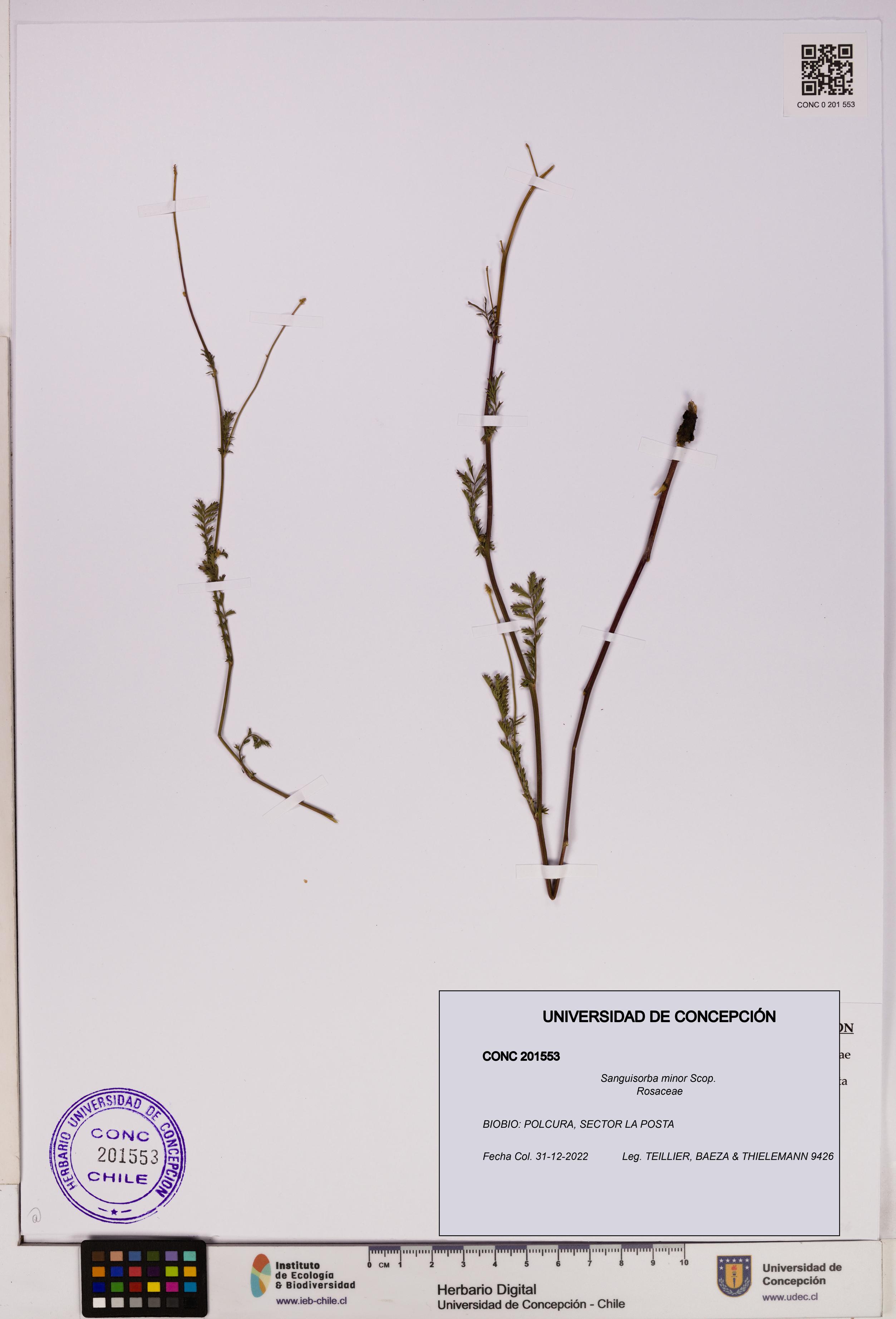 Sanguisorba minor [Espécimen: UDEC:CONC:0201553]