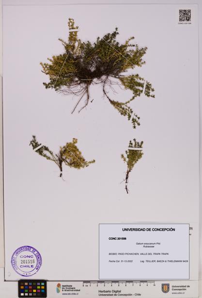Galium araucanum [Espécimen: UDEC:CONC:0201556]