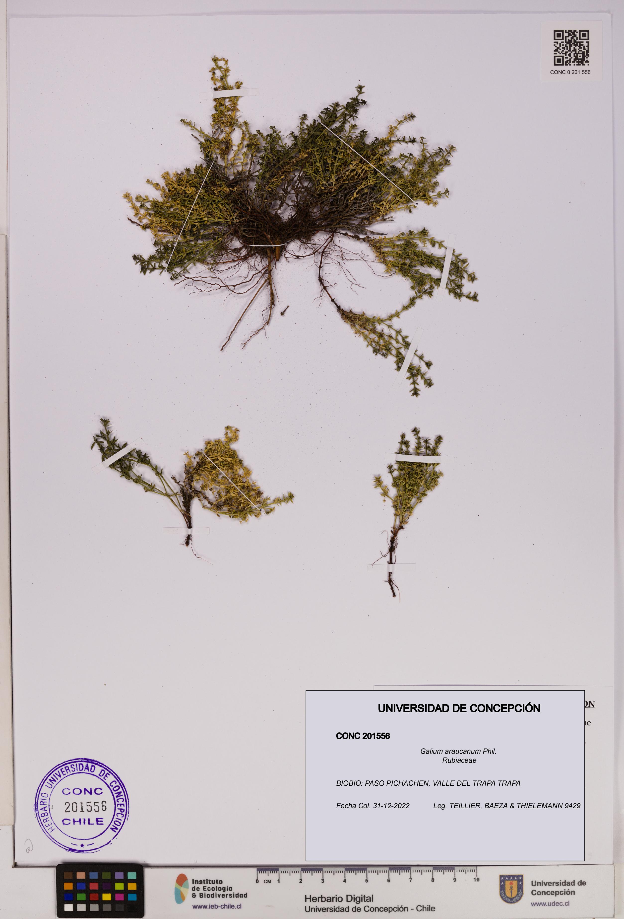 Galium araucanum [Espécimen: UDEC:CONC:0201556]