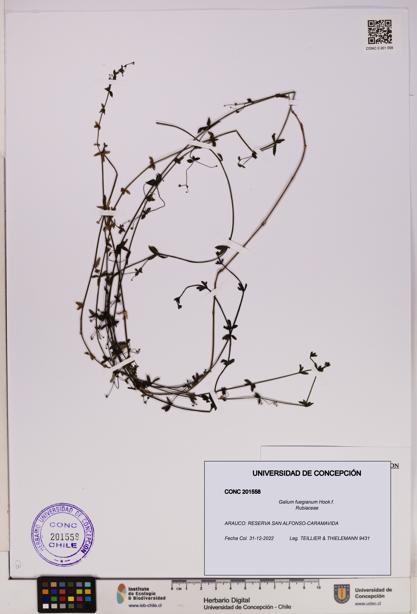 Galium fuegianum [Espécimen: UDEC:CONC:0201558]