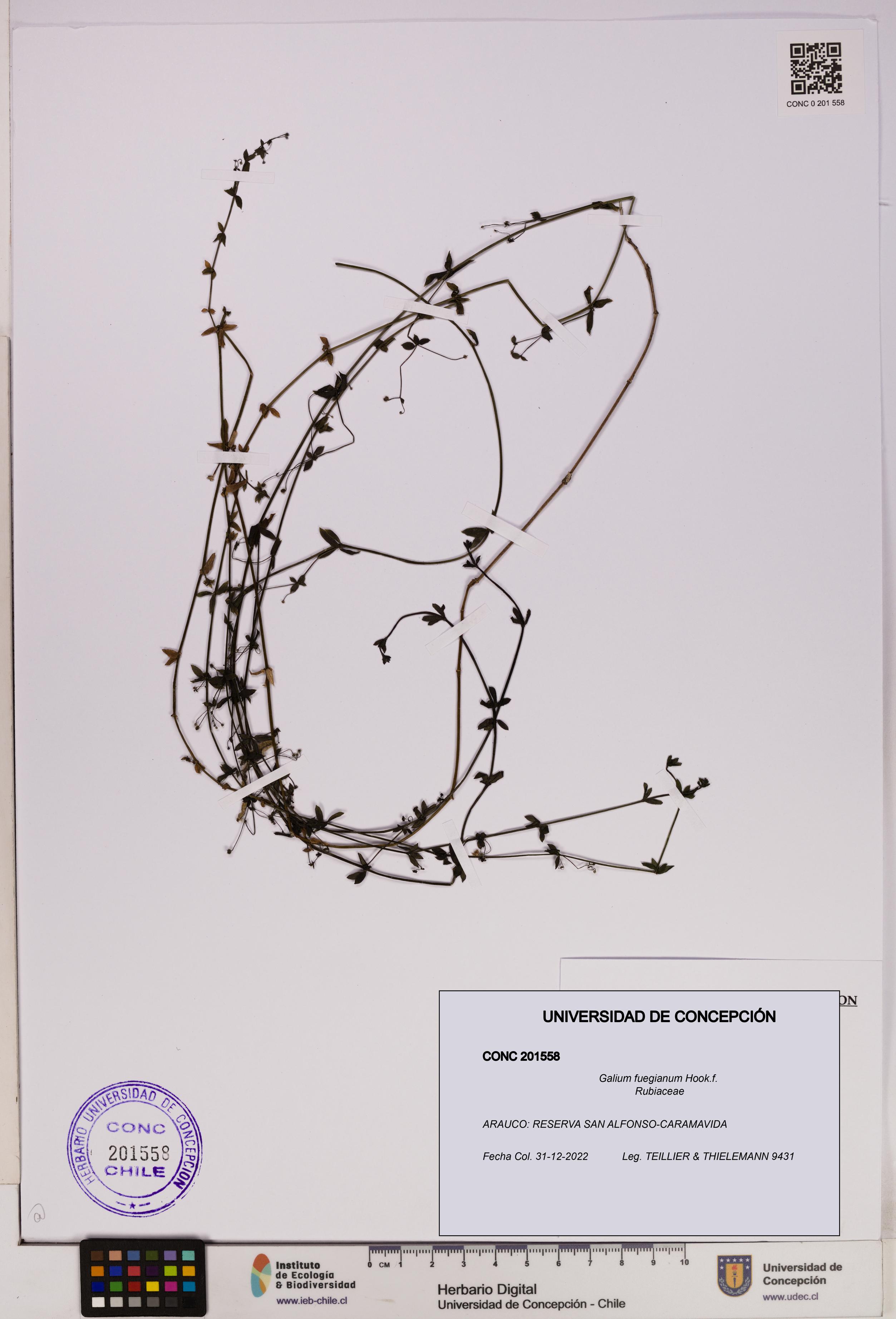 Galium fuegianum [Espécimen: UDEC:CONC:0201558]