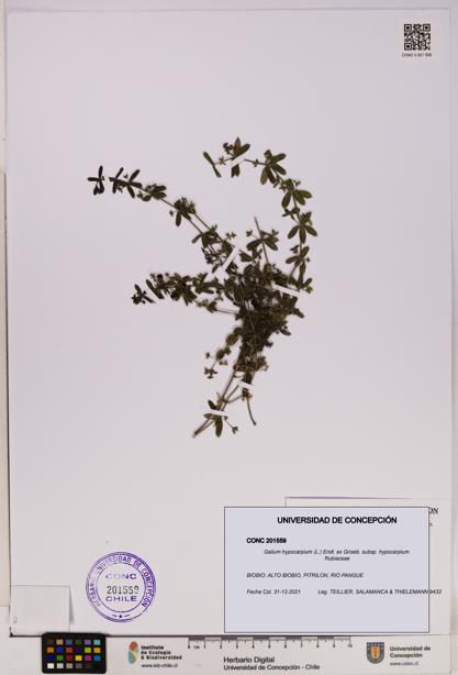 Galium hypocarpium subsp. hypocarpium [Espécimen: UDEC:CONC:0201559]