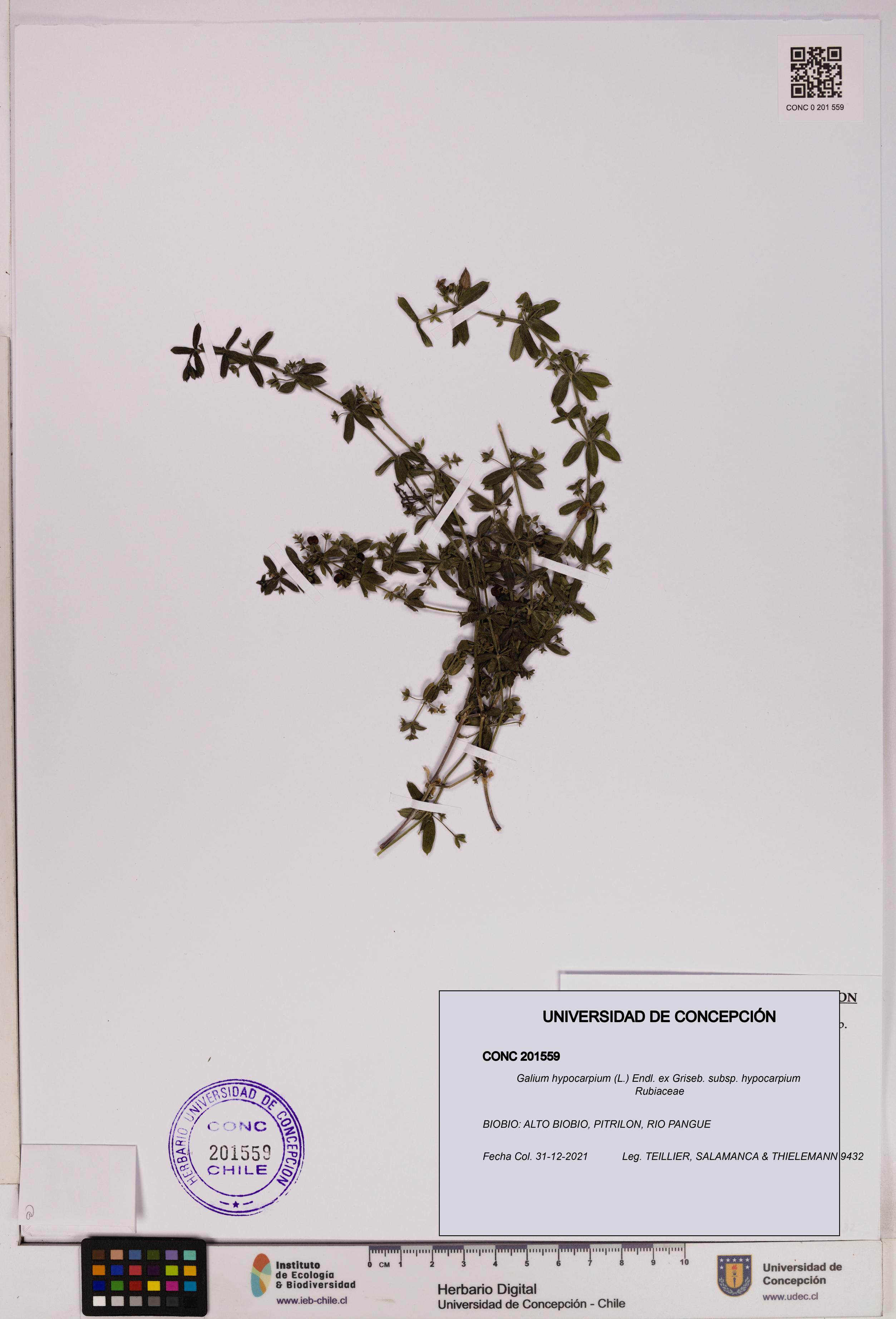 Galium hypocarpium subsp. hypocarpium [Espécimen: UDEC:CONC:0201559]