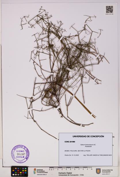 Galium trichocarpum [Espécimen: UDEC:CONC:0201560]