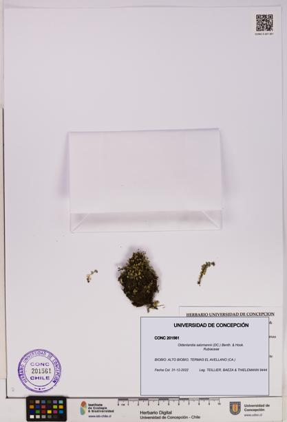 Oldenlandia salzmannii [Espécimen: UDEC:CONC:0201561]