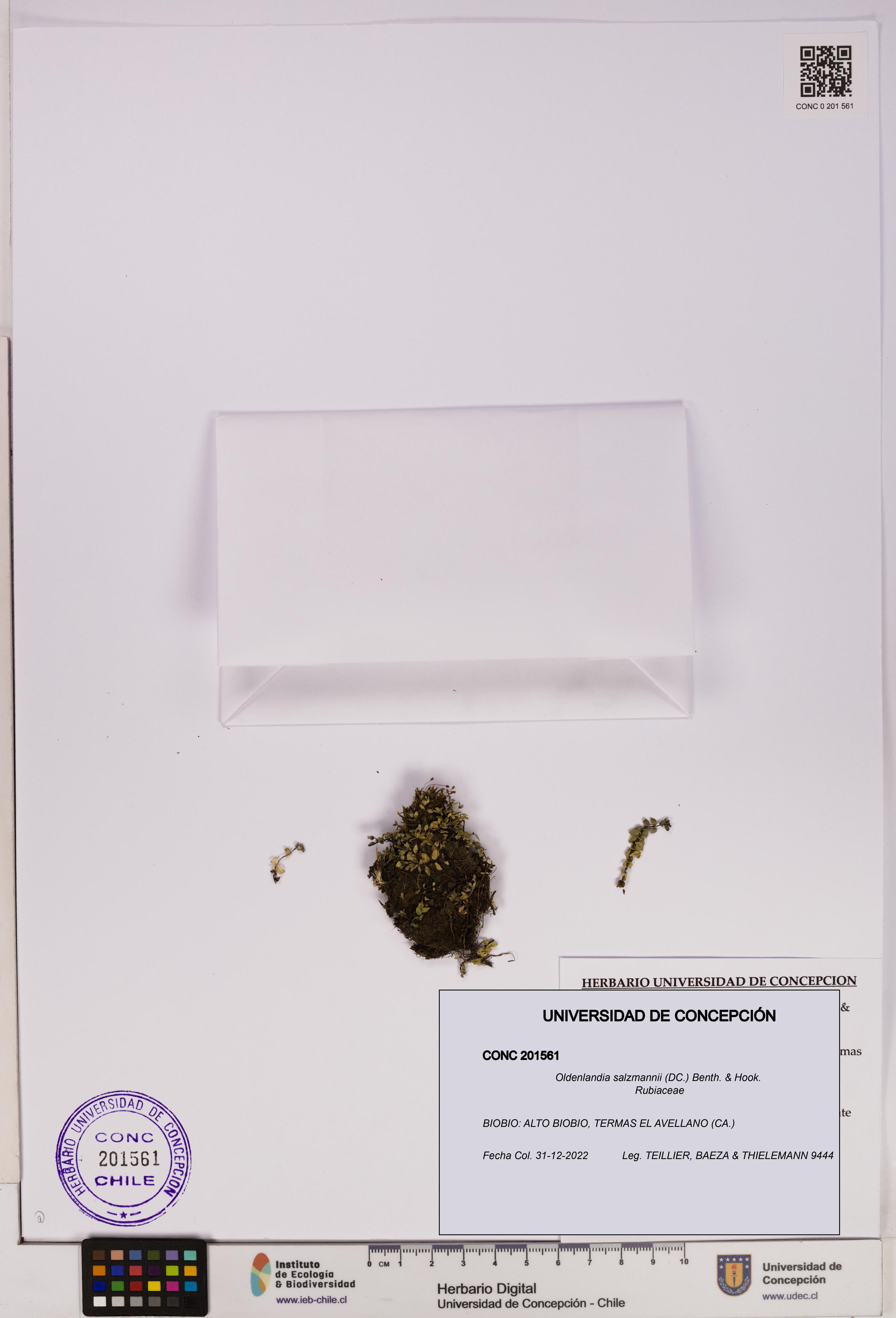 Oldenlandia salzmannii [Espécimen: UDEC:CONC:0201561]