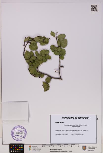Nothofagus pumilio [Espécimen: UDEC:CONC:0201562]