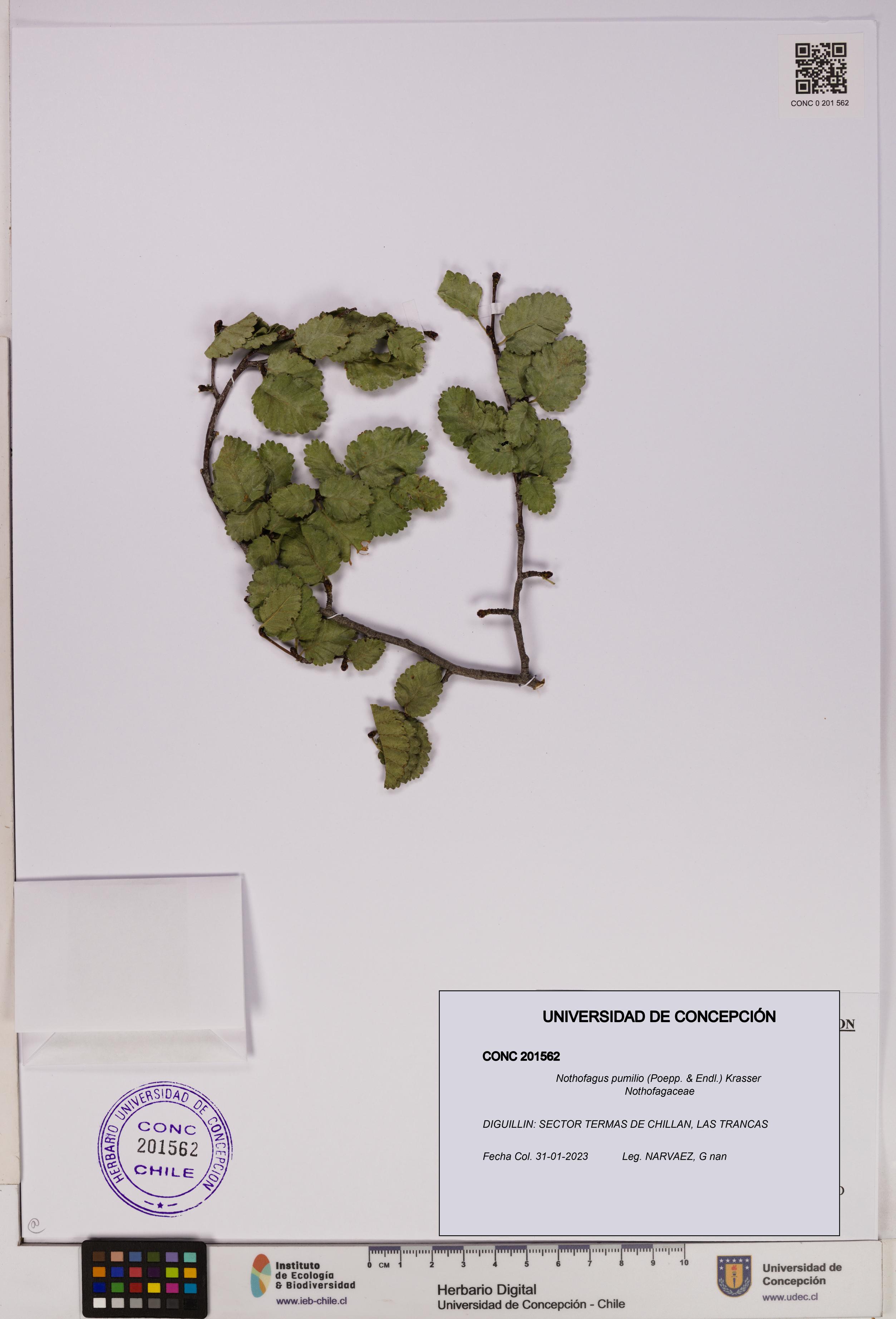 Nothofagus pumilio [Espécimen: UDEC:CONC:0201562]
