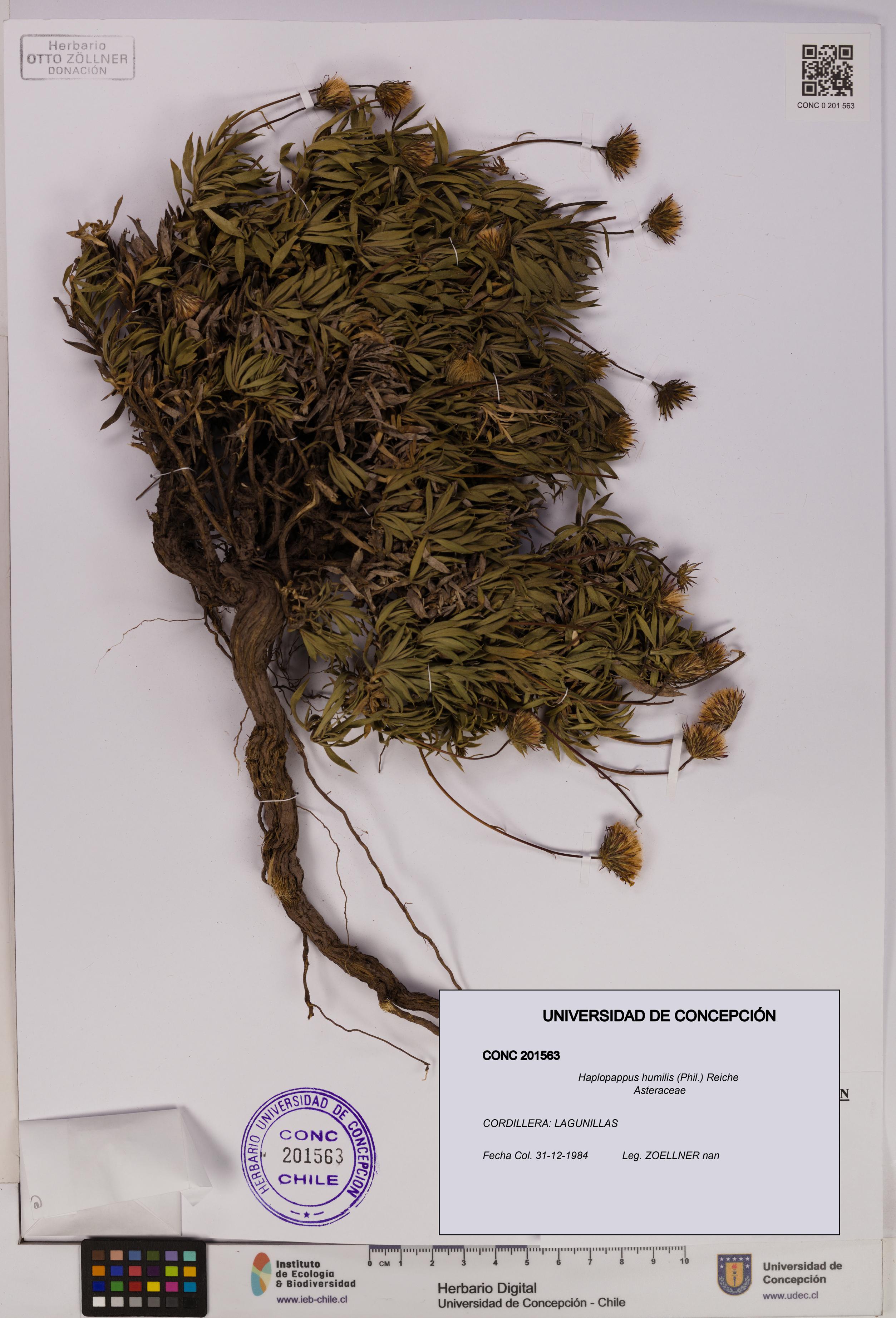 Haplopappus humilis [Espécimen: UDEC:CONC:0201563]