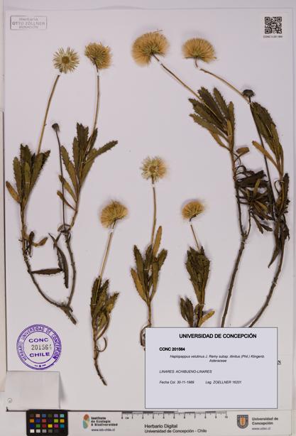 Haplopappus velutinus subsp. illinitus [Espécimen: UDEC:CONC:0201564]