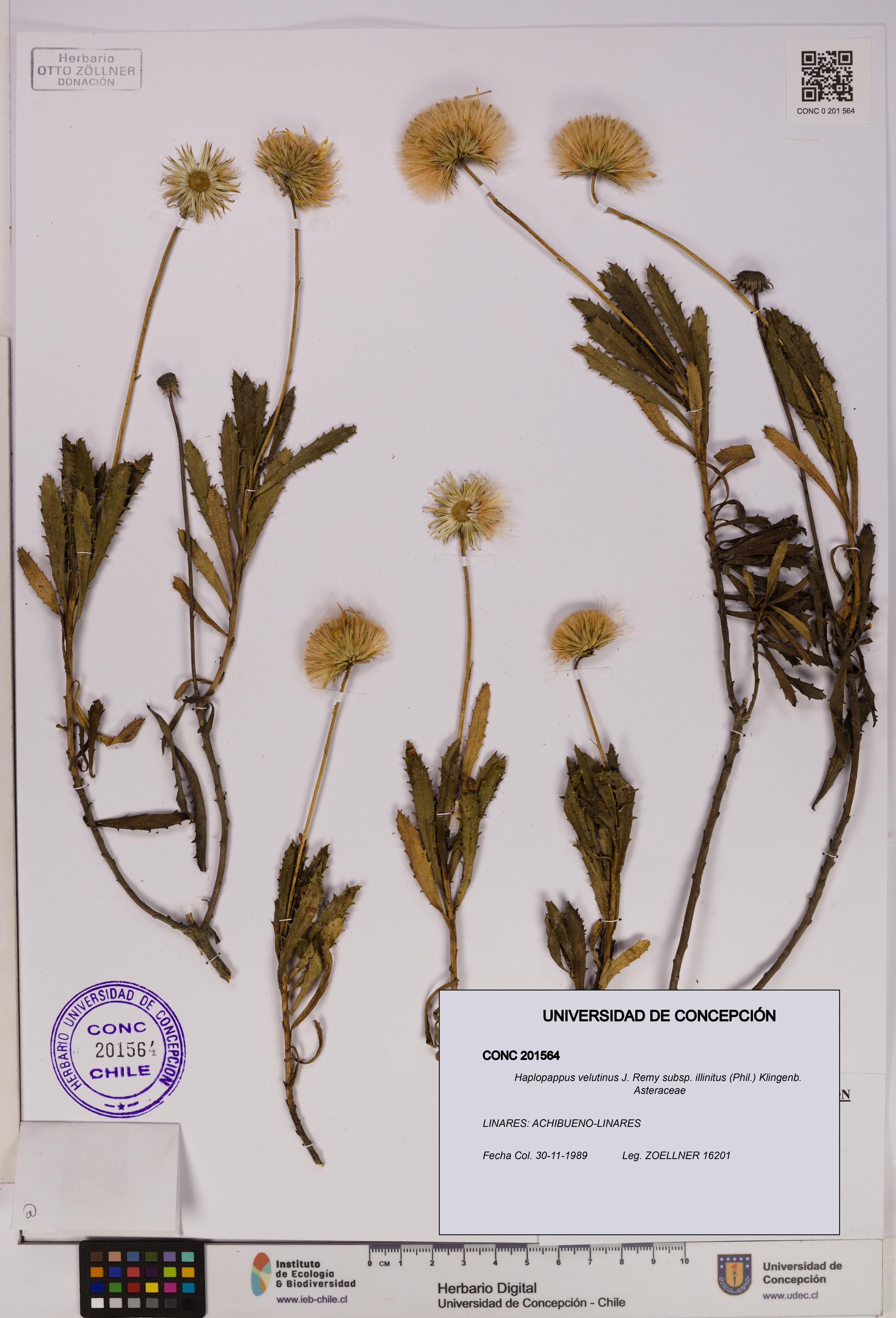 Haplopappus velutinus subsp. illinitus [Espécimen: UDEC:CONC:0201564]