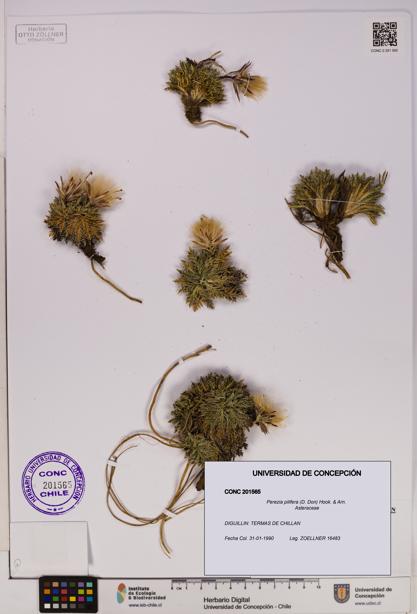 Perezia pilifera [Espécimen: UDEC:CONC:0201565]