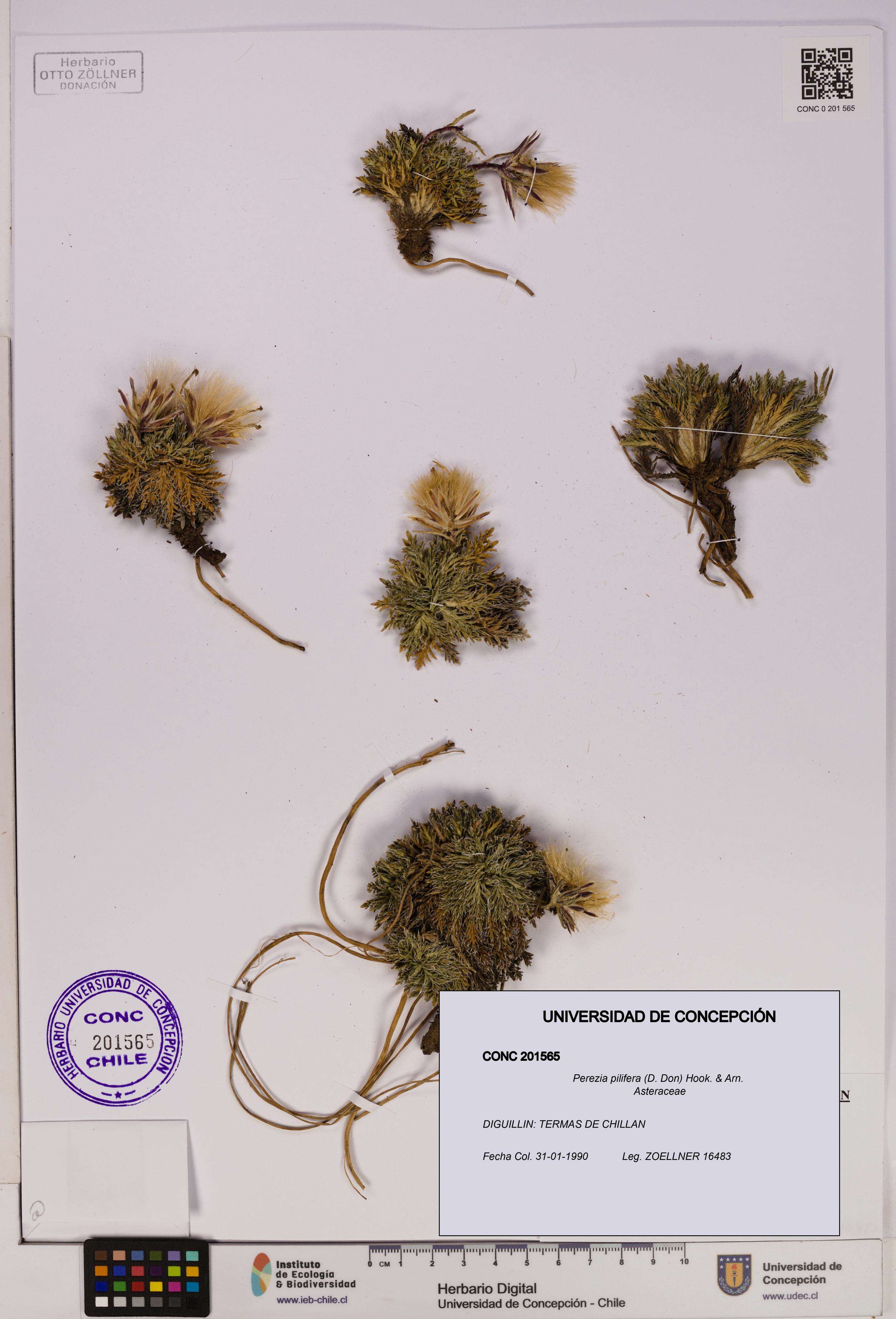 Perezia pilifera [Espécimen: UDEC:CONC:0201565]