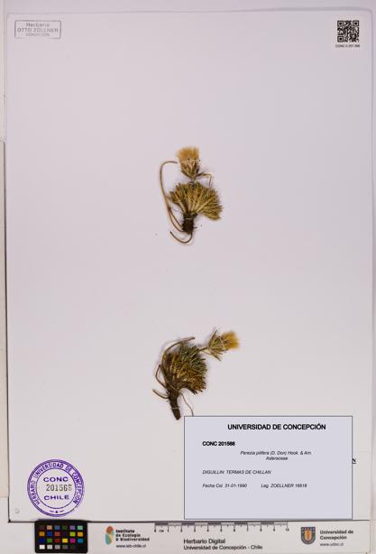 Perezia pilifera [Espécimen: UDEC:CONC:0201566]