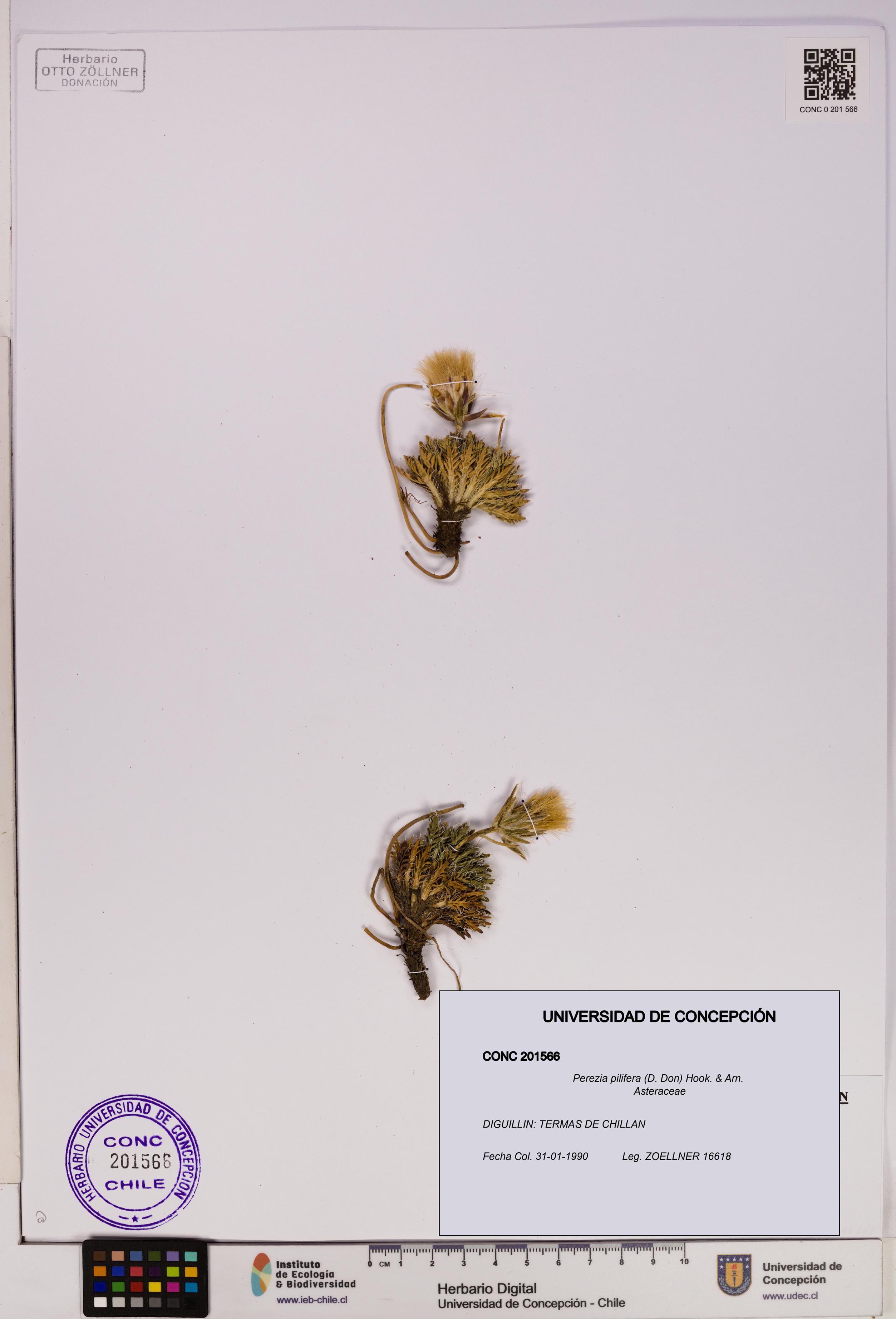 Perezia pilifera [Espécimen: UDEC:CONC:0201566]