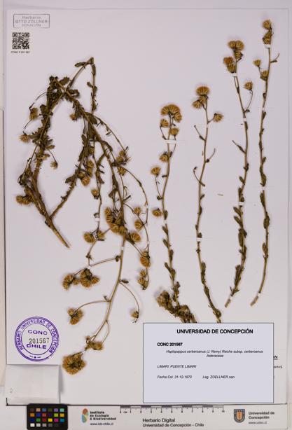 Haplopappus cerberoanus subsp. cerberoanus [Espécimen: UDEC:CONC:0201567]