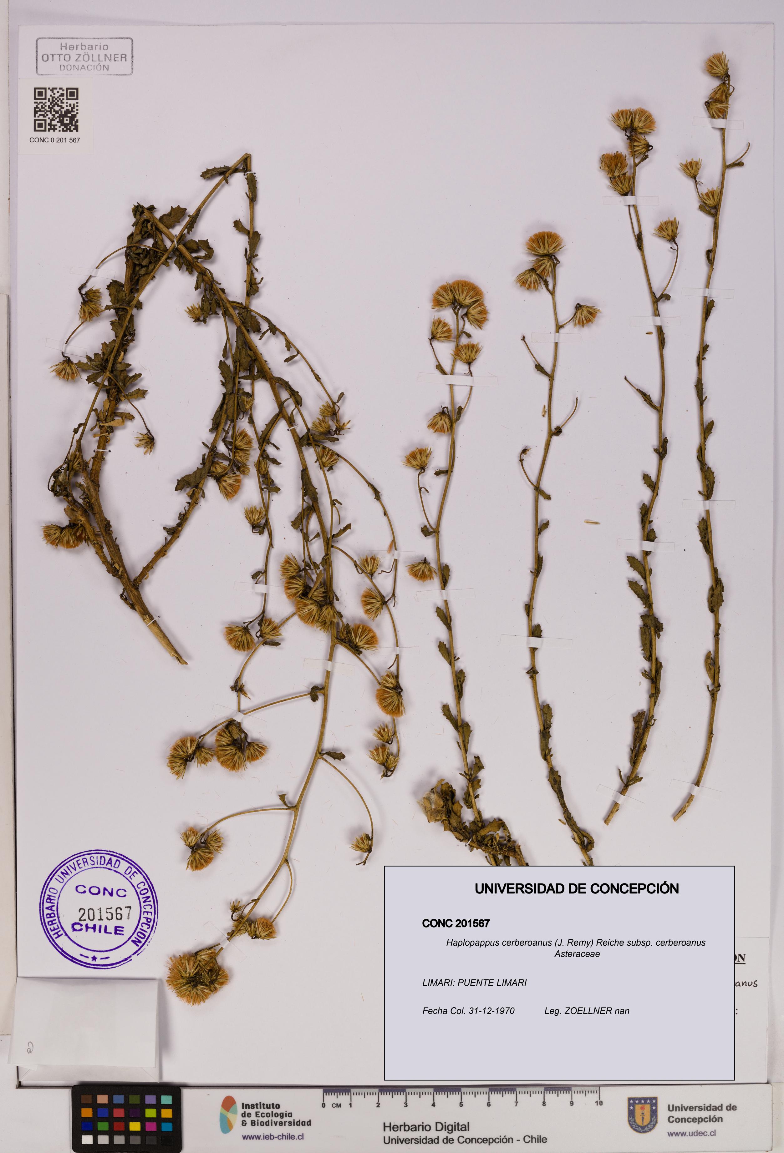 Haplopappus cerberoanus subsp. cerberoanus [Espécimen: UDEC:CONC:0201567]