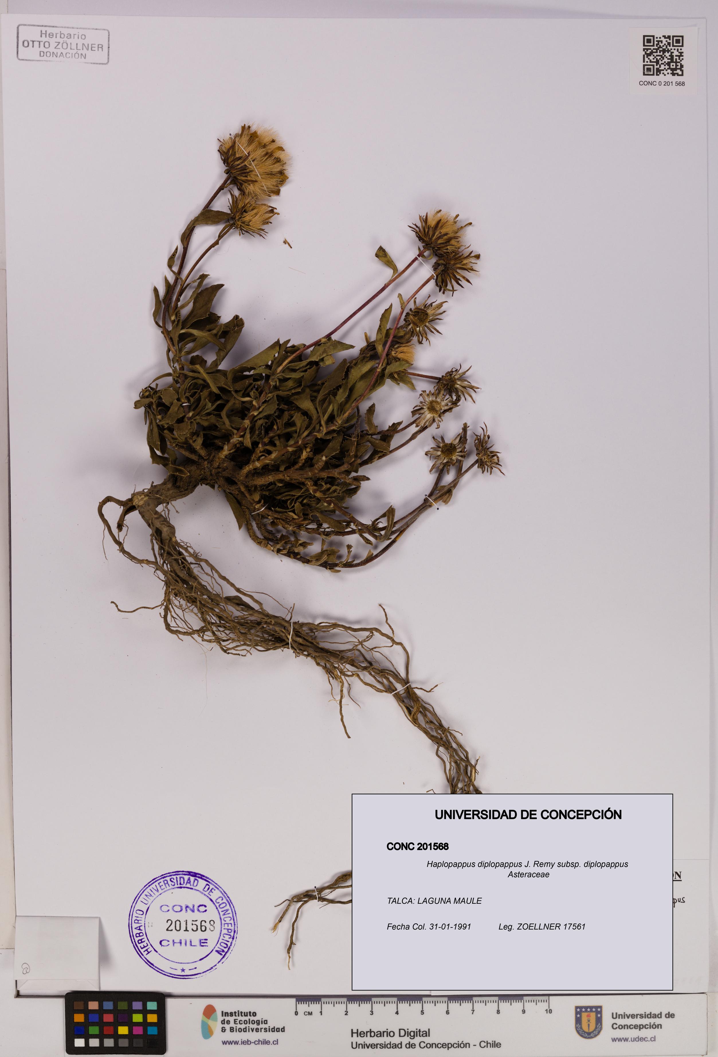Haplopappus diplopappus subsp. diplopappus [Espécimen: UDEC:CONC:0201568]