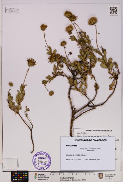Haplopappus paucidentatus [Espécimen: UDEC:CONC:0201569]