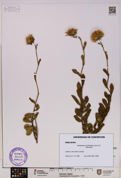Haplopappus grindelioides [Espécimen: UDEC:CONC:0201570]