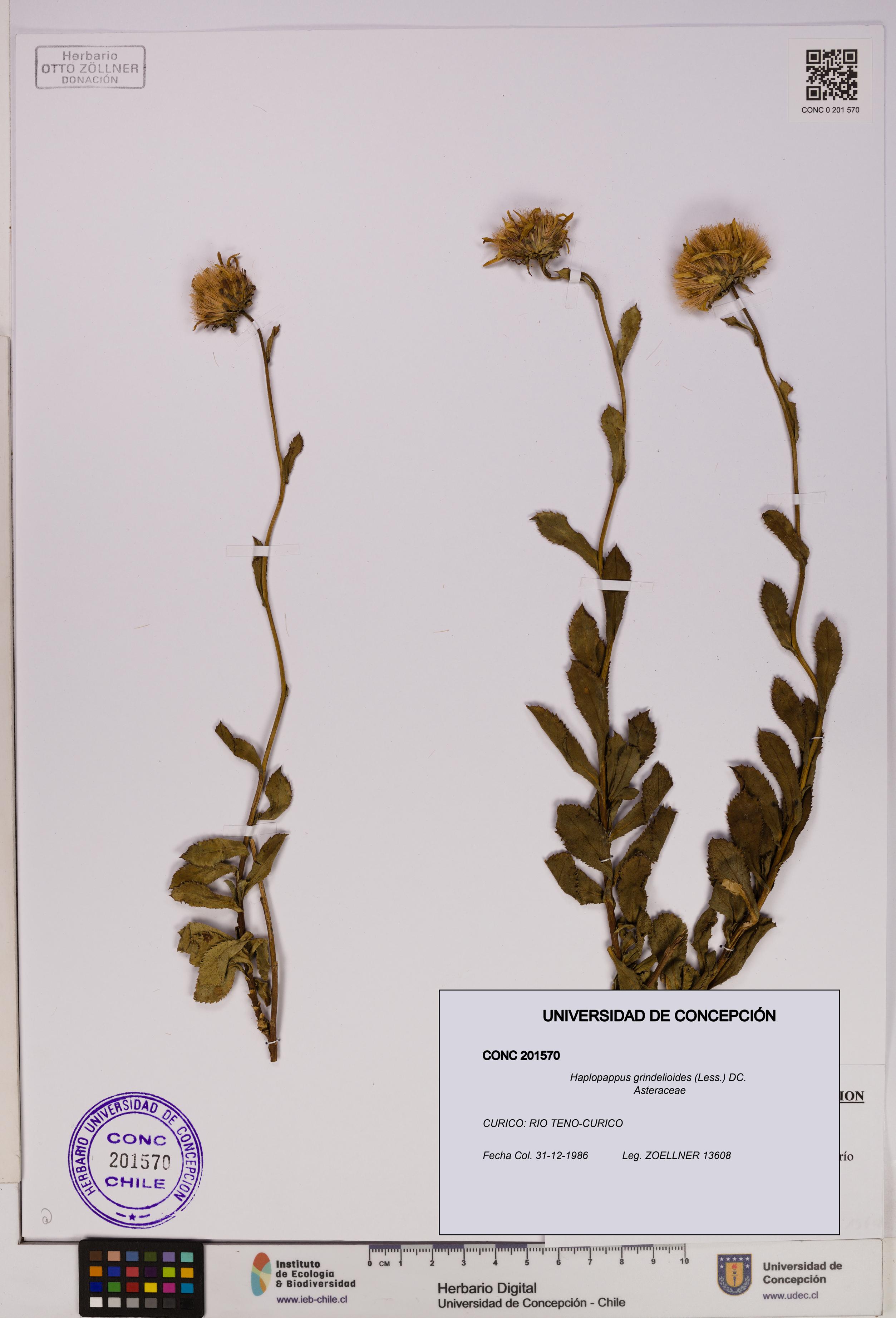 Haplopappus grindelioides [Espécimen: UDEC:CONC:0201570]