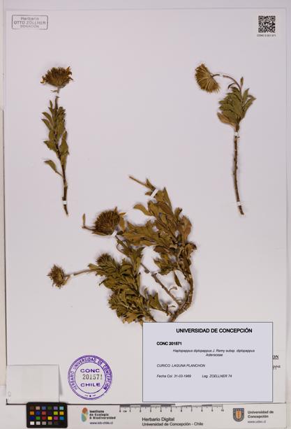 Haplopappus diplopappus subsp. diplopappus [Espécimen: UDEC:CONC:0201571]