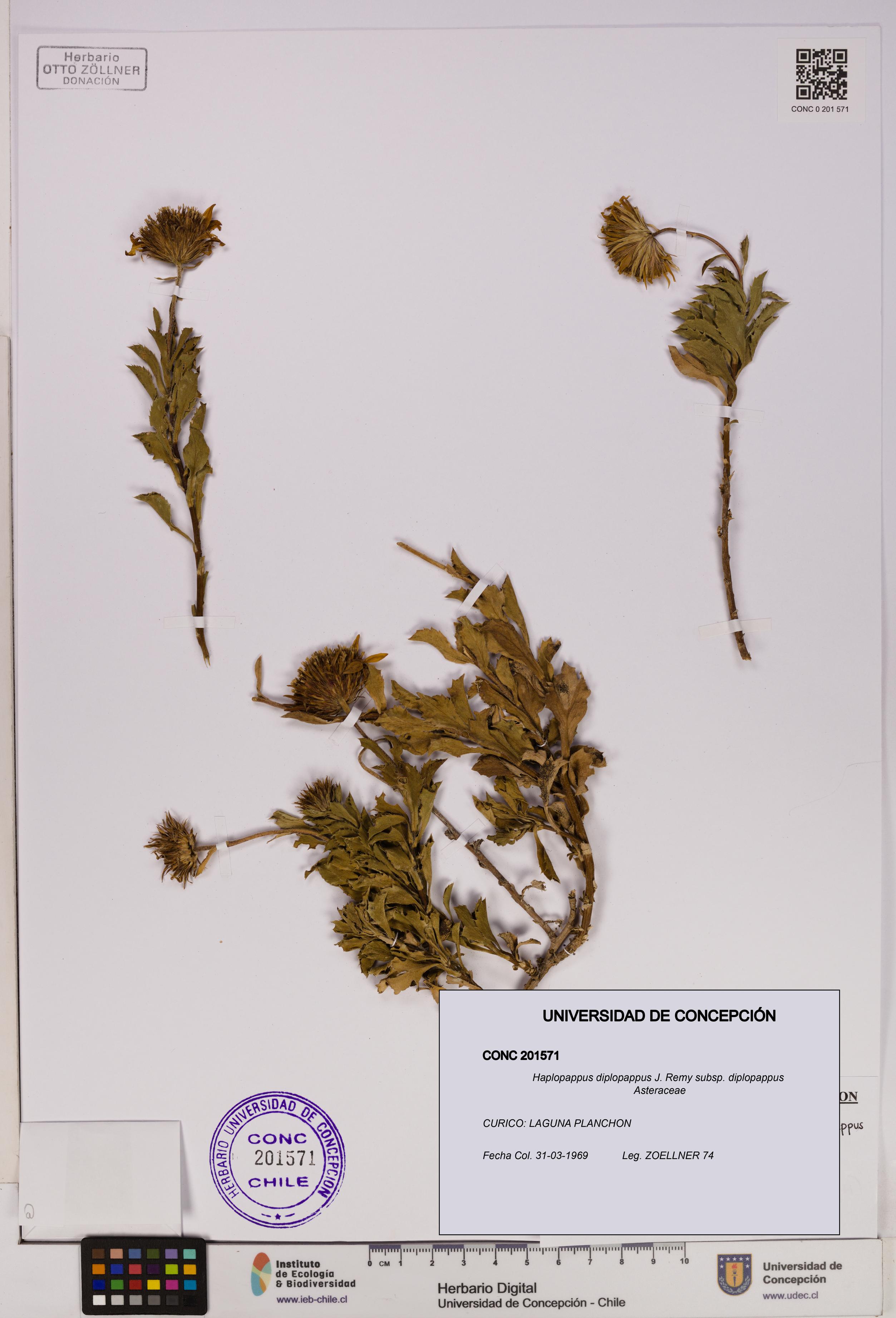 Haplopappus diplopappus subsp. diplopappus [Espécimen: UDEC:CONC:0201571]