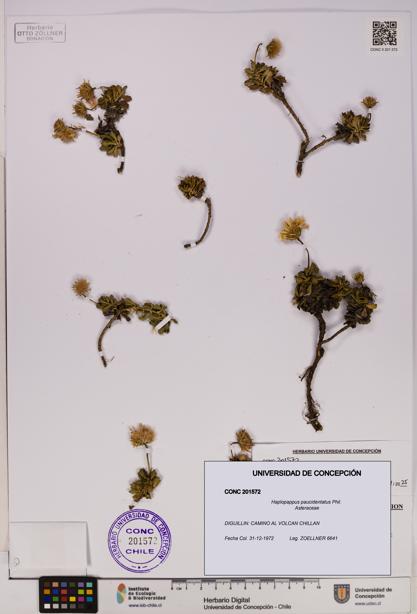 Haplopappus paucidentatus [Espécimen: UDEC:CONC:0201572]