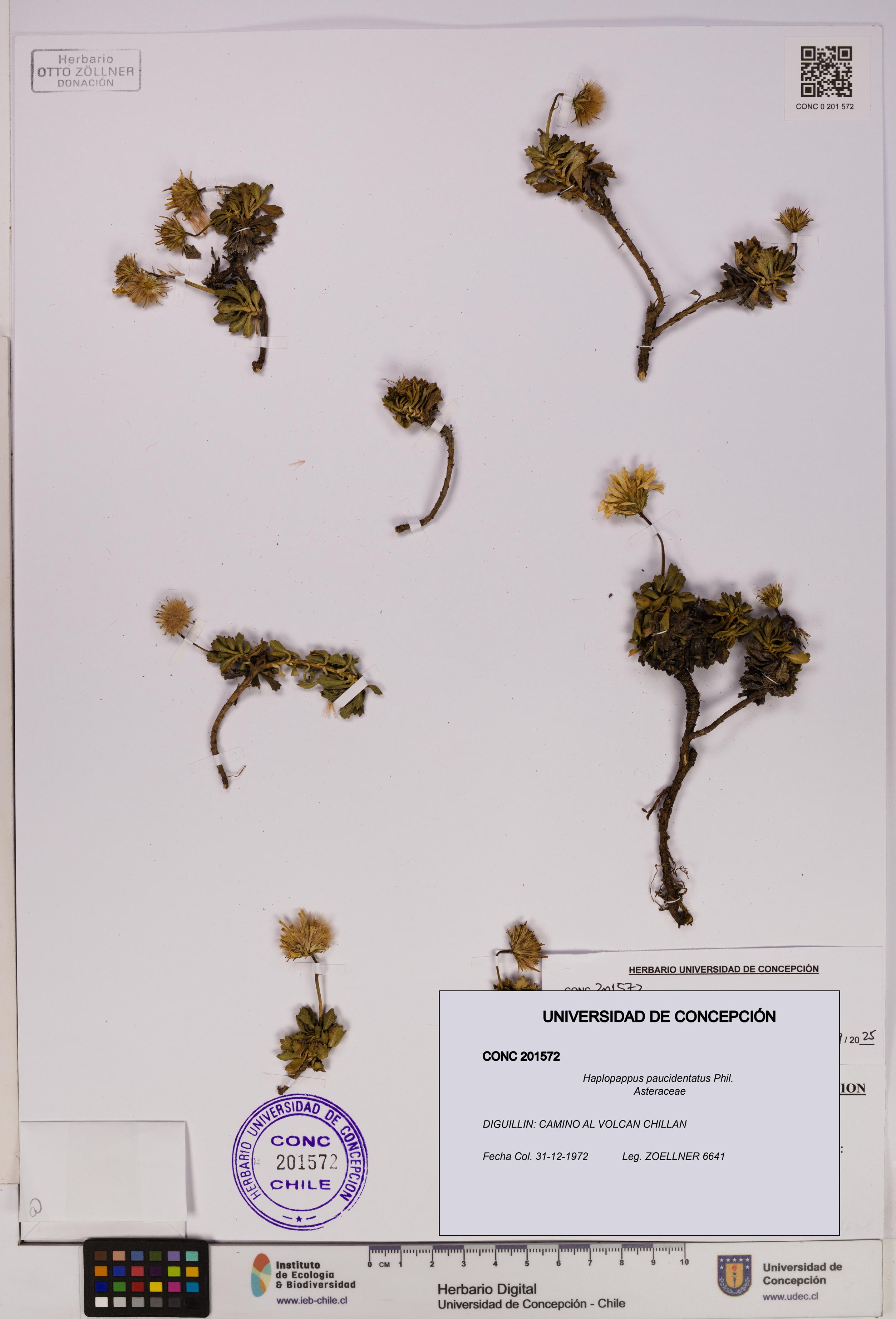 Haplopappus paucidentatus [Espécimen: UDEC:CONC:0201572]