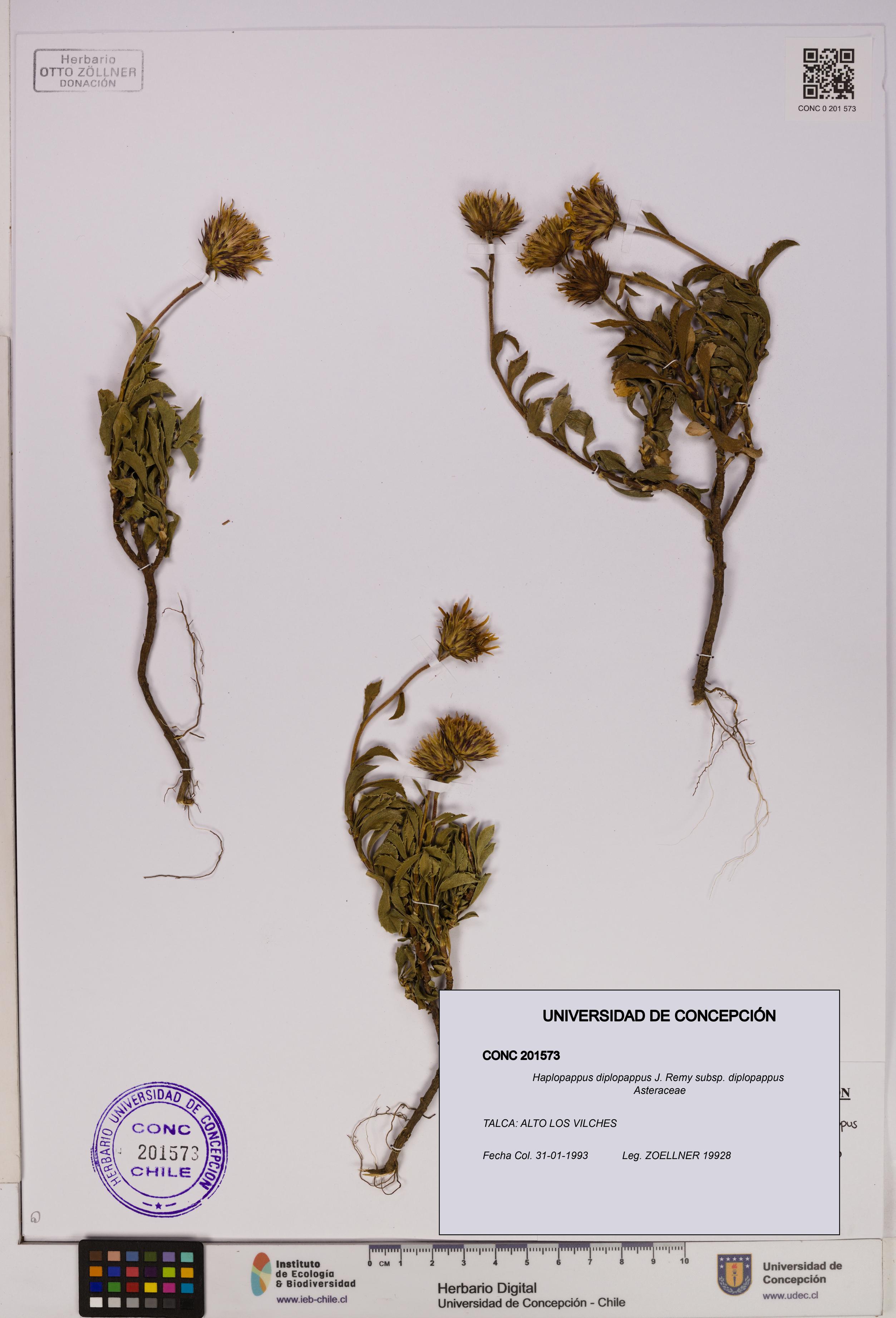 Haplopappus diplopappus subsp. diplopappus [Espécimen: UDEC:CONC:0201573]