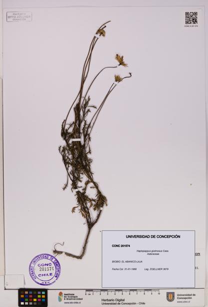 Haplopappus glutinosus [Espécimen: UDEC:CONC:0201574]