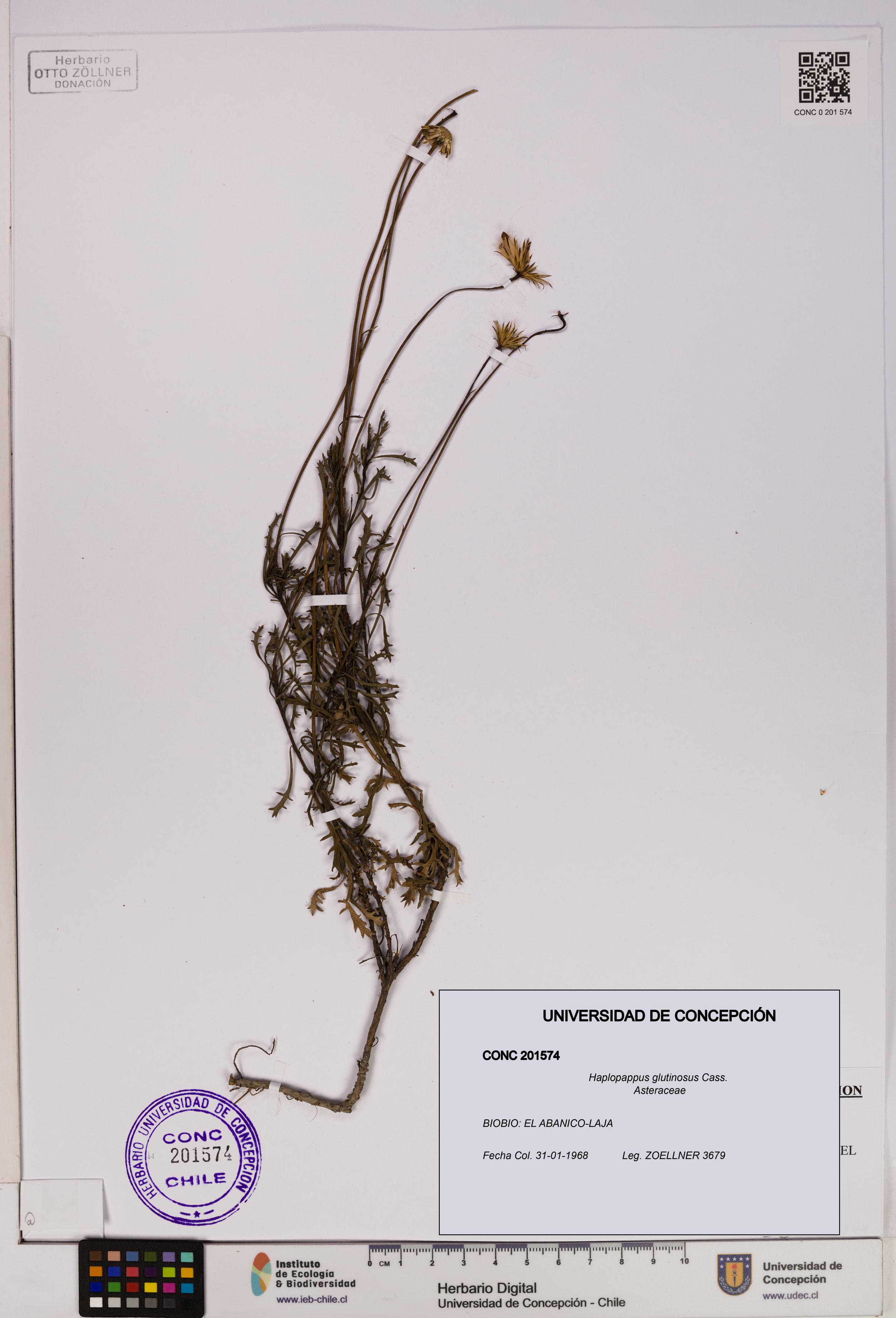 Haplopappus glutinosus [Espécimen: UDEC:CONC:0201574]